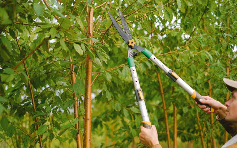 Tree trimming in Belfield, ND